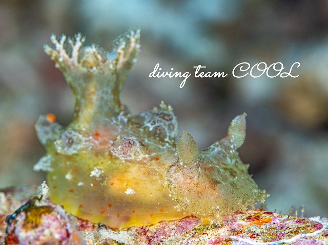 プロカモペルス・マクラータス