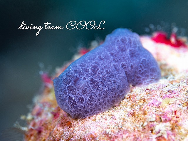 アオサメハダウミウシ