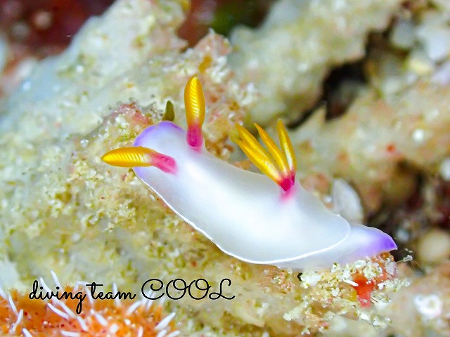 ゾウゲイロウミウシ