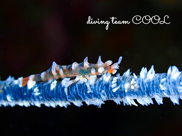 ビシャモンエビ