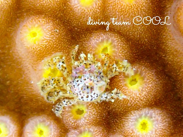 アシビロサンゴヤドリガニSP