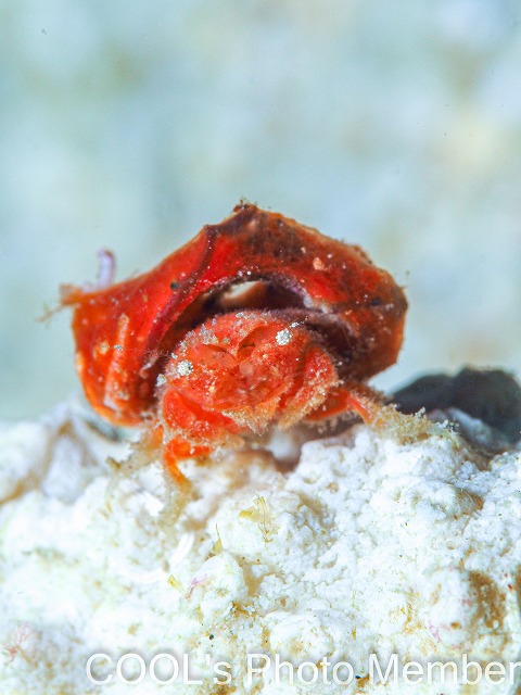 カイカムリの仲間