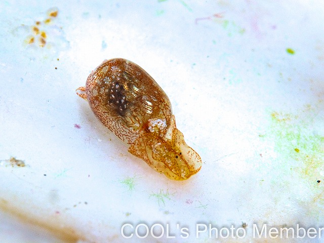 キバカイコガイ