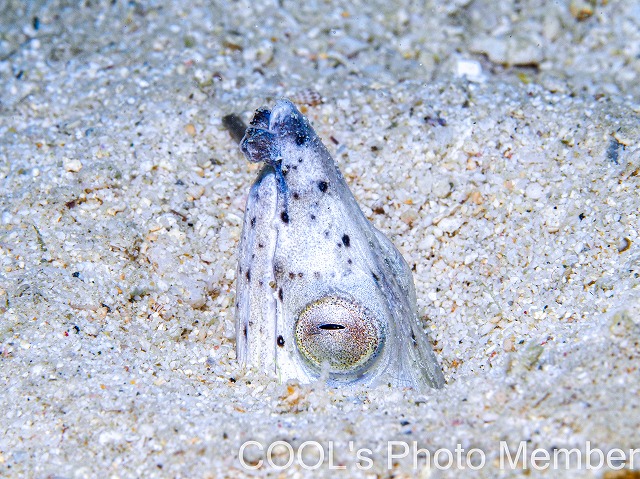 トンガリホタテウミヘビ