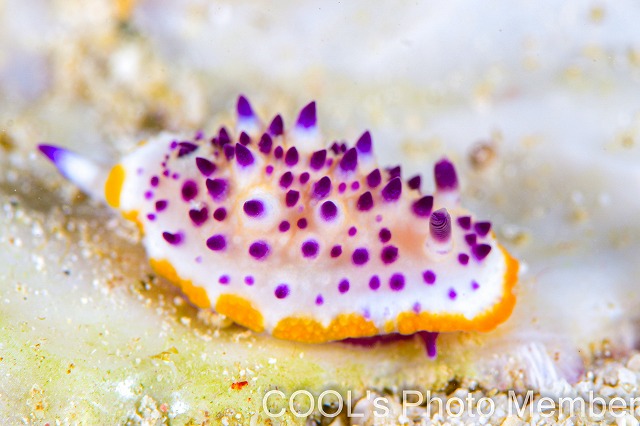 レンゲウミウシ