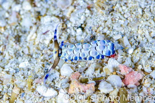 リュウキュウカスミミノウミウシ