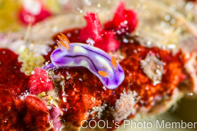 ソヨカゼイロウミウシ