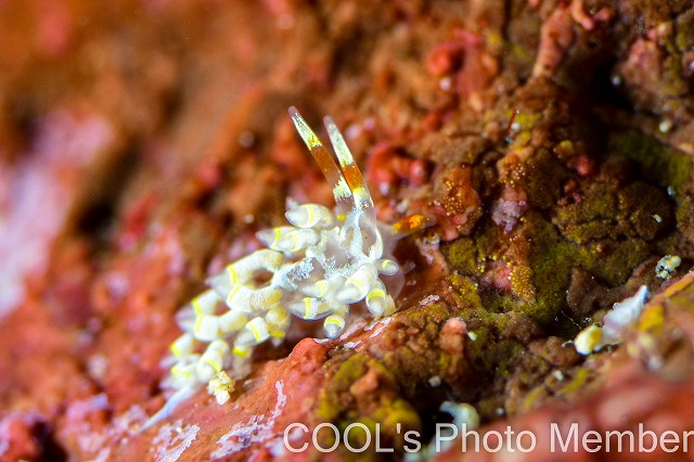 キイロワミノウミウシ