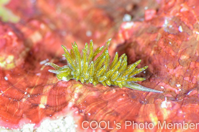 ウスミドリモウミウシ