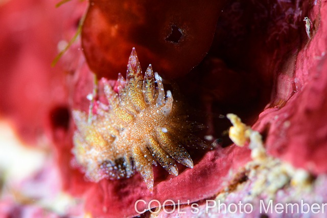 ハリアットミノウミウシ