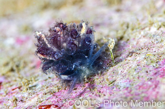 タマナウミウシ属の一種4