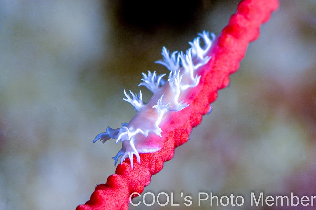 ボブホクヨウウミウシ