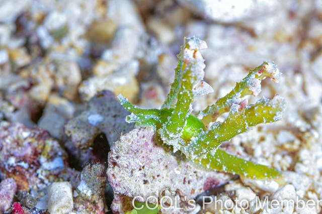 フリソデミドリガイ