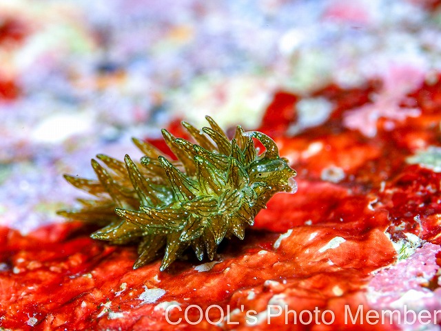 ウスミドリモウミウシ