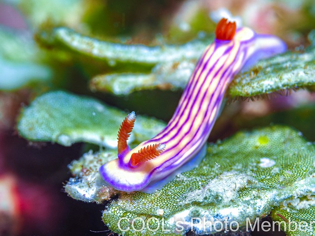 クチナシイロウミウシ