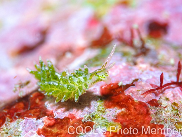 ハダカモウミウシ科の仲間