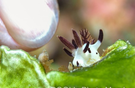 パンダツノウミウシ