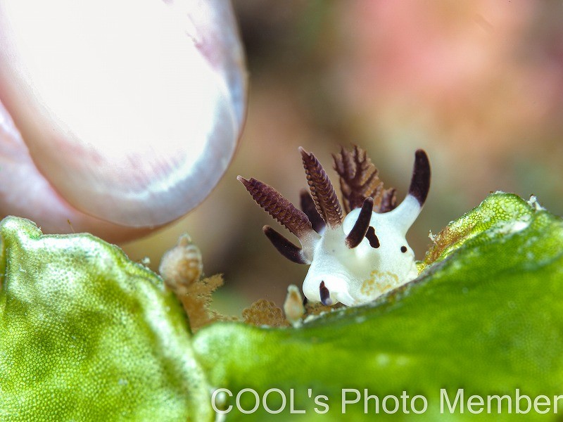 パンダツノウミウシ