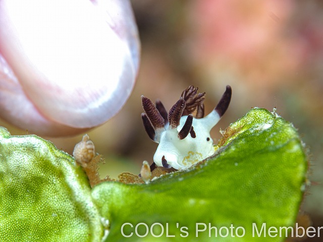 パンダツノウミウシ