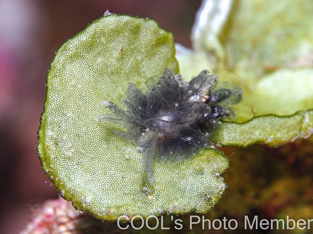 タマナウミウシ属の一種4