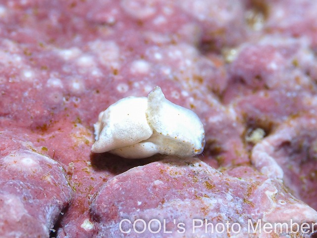 カノコキセワタ属の一種1