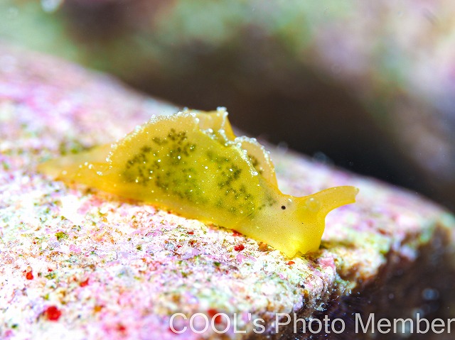 オトメミドリガイ