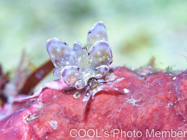 テンセンウロコウミウシ