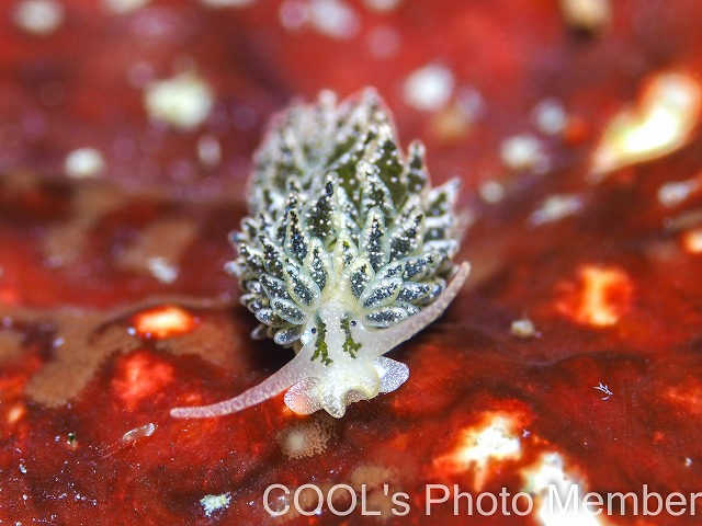 アリモウミウシ属の一種７