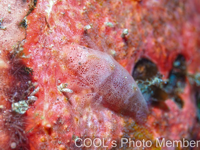 ヂェラストカリス・パロンアェ