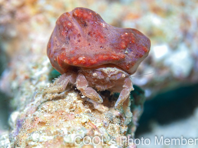 カイカムリの仲間