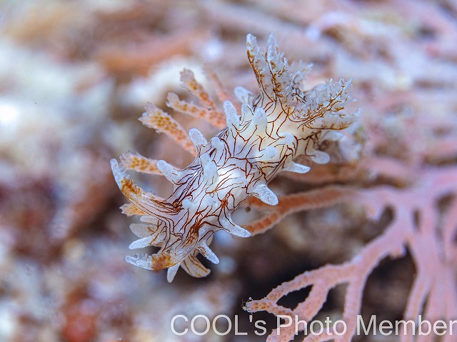 セスジイバラウミウシ