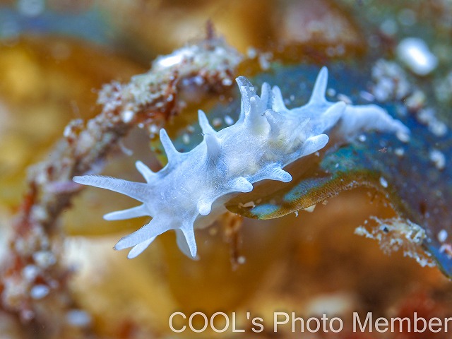 シロイバラウミウシ