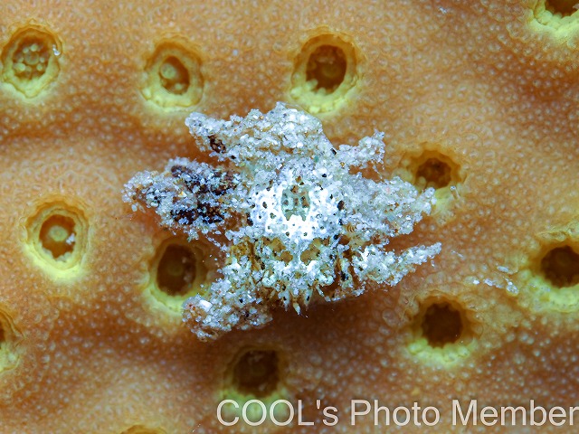 アシビロサンゴヤドリガニSP