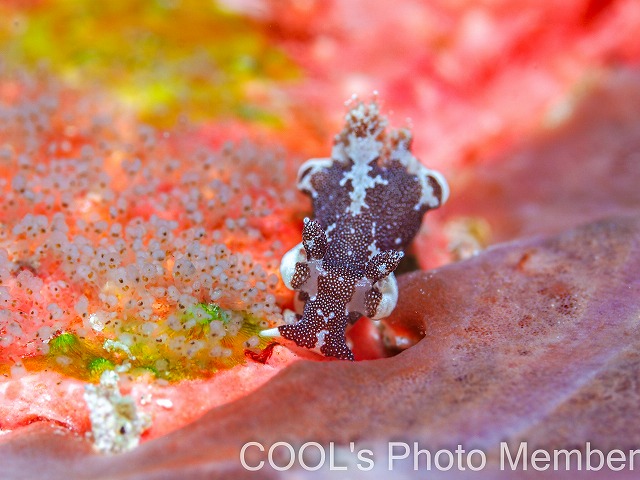 トラパニア・カマゴン