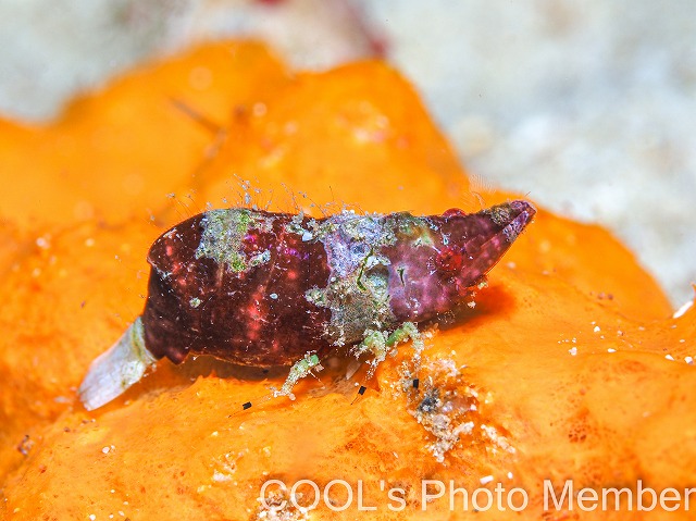 ラトレウテス・ビコルニス