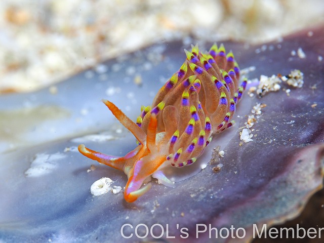 レイチェルミノウミウシ