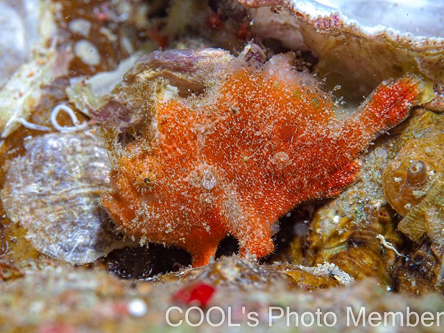 エナガカエルアンコウの幼魚