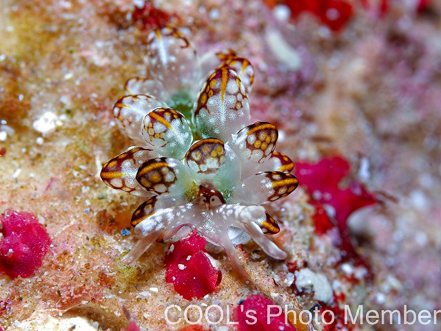 カノコウロコウミウシ