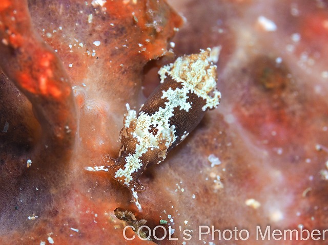 モウサンウミウシ