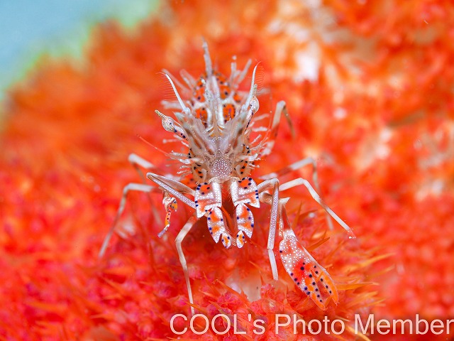 トゲツノメエビ