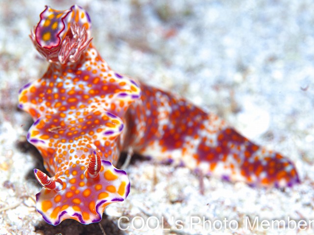 テヌウニシキウミウシ