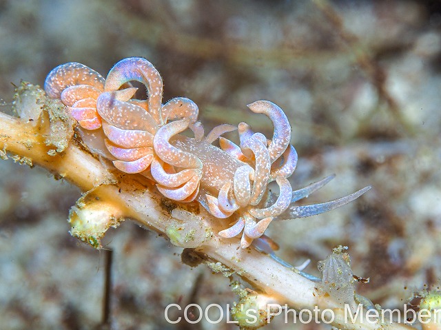 ハナビラミノウミウシ