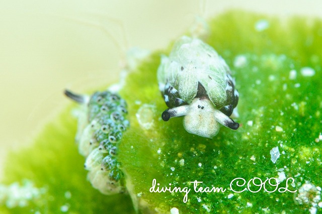 ウサギモウミウシ