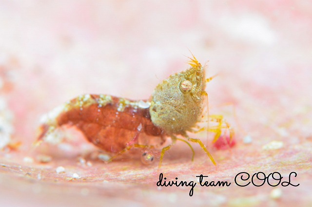 サシミシュリンプ