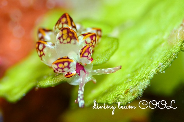 カノコウロコウミウシ