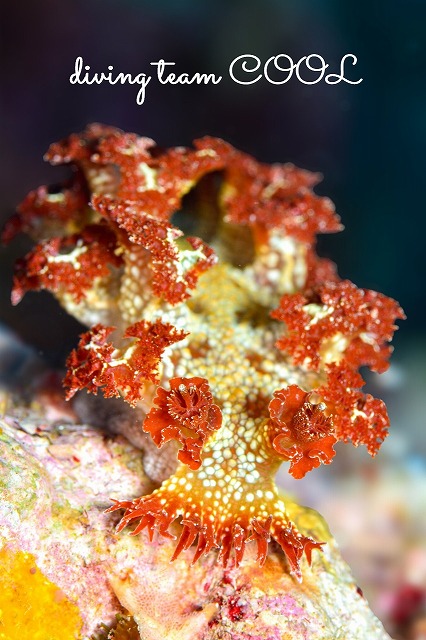 ニシドマリハナガサウミウシ