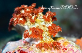 ニシドマリハナガサウミウシ