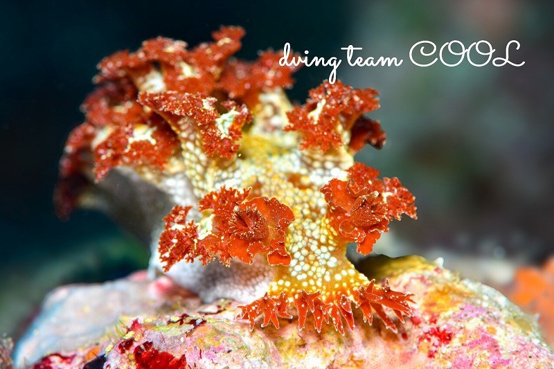 ニシドマリハナガサウミウシ