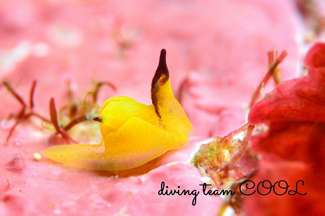 ダンボウミコチョウ