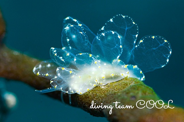 ミヤビウロコウミウシ